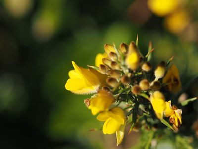 Gorse