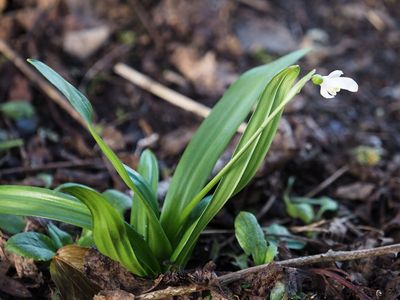 First snowdrop