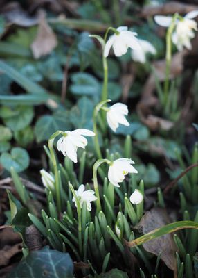 Snowdrops