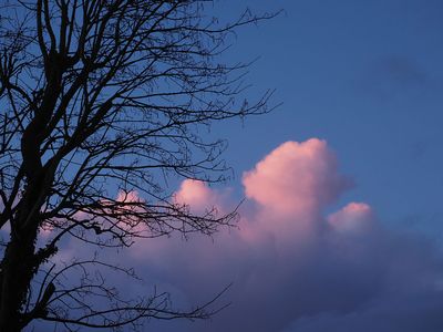 In the pink