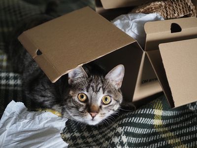 A new box for Bella