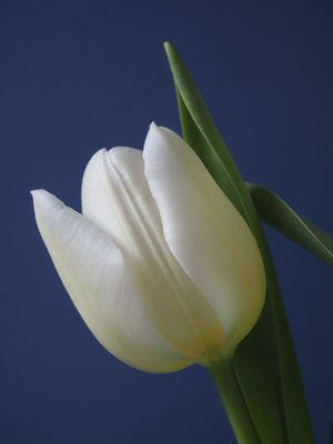 Tulip