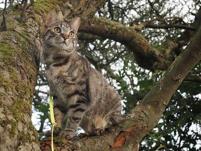 Tree cat