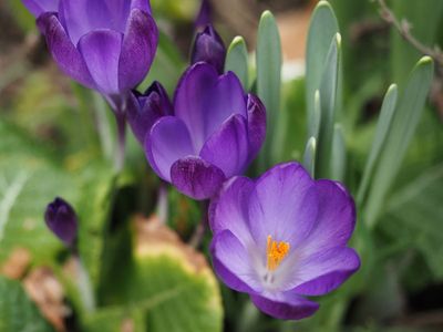 The colour purple