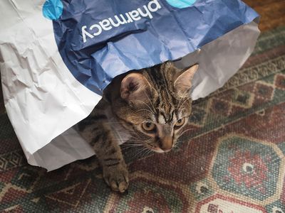The cat's out of the bag