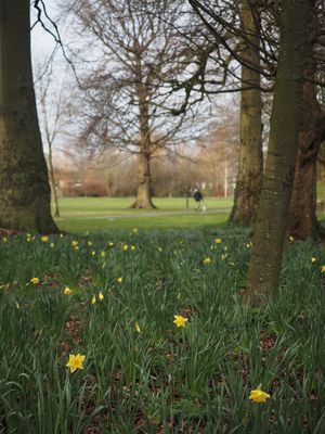 Spring in the park