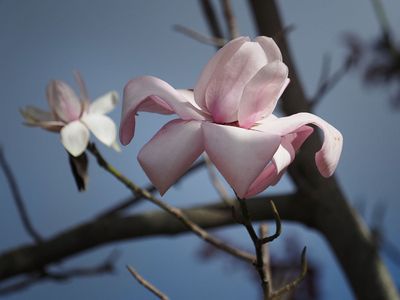 Magnificent magnolia 