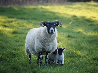 First of the lambs