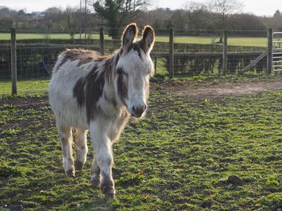 Donkey