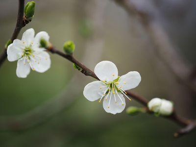 Blossoms