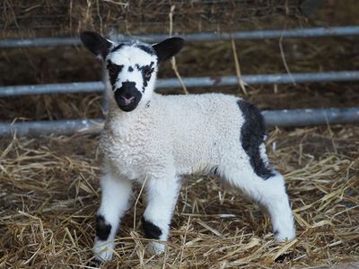 Newborn lambing