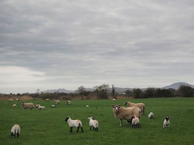 The nursery field