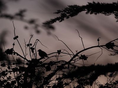  A bird in the bush