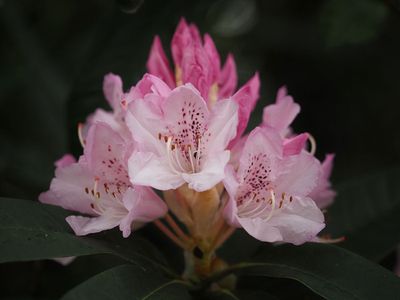 Rhododendron 