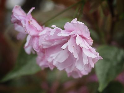Cherry blossoms