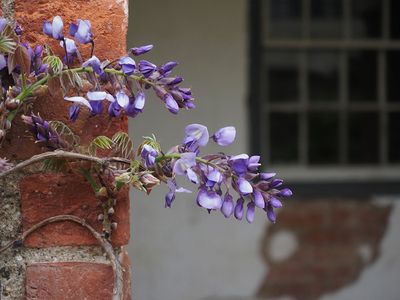 Wisteria 