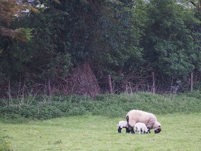 Grazing