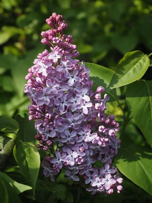 Lilac time