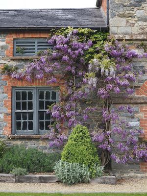 Wonderful wisteria
