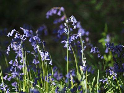 Bluebells