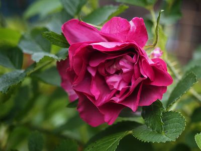 The first rose of summer