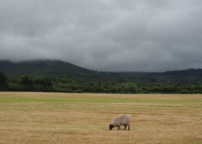 The lonesome sheep