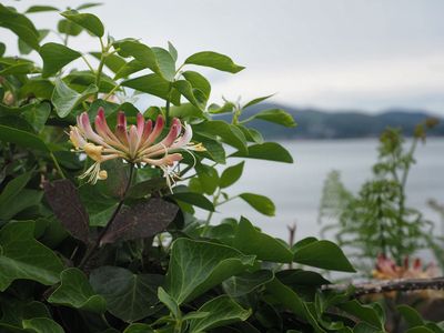 Honeysuckle