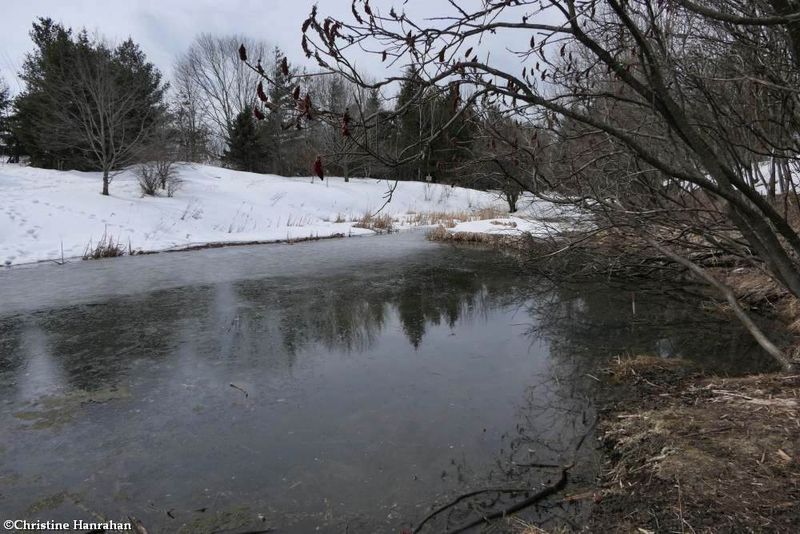 Amphibian pond