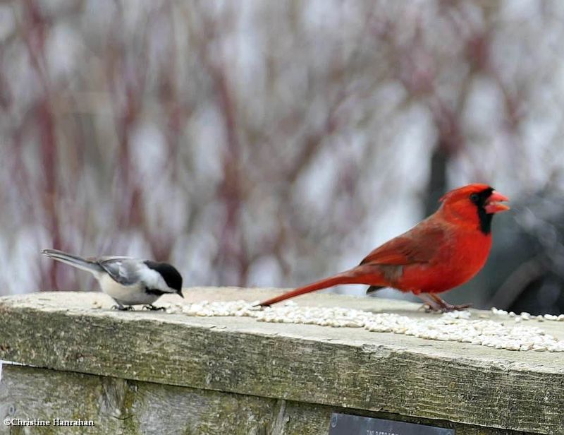 Black-capped chickadee and Northern cardinal