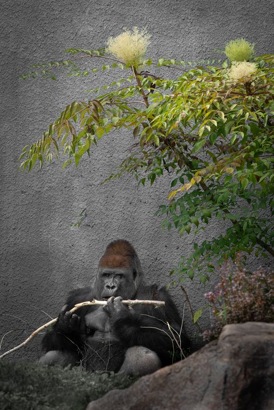 Gorille des plaines - Zoo de Granby 