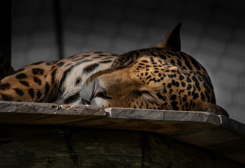 Jaguar - Zoo de Granby 