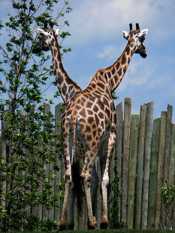Girafes - Zoo de Granby