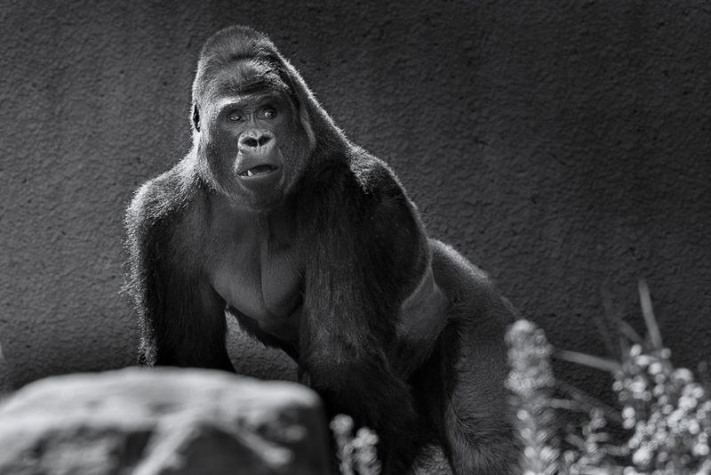 Gorille des plaines - Zoo de Granby