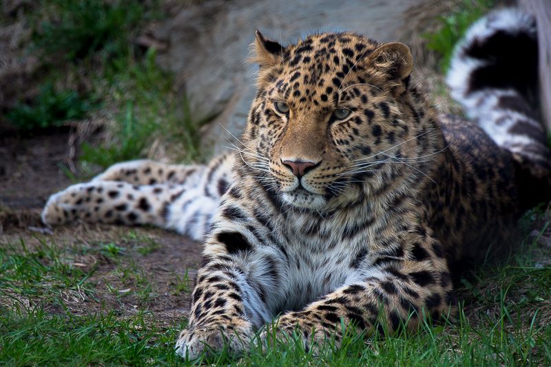 Zoo de Granby