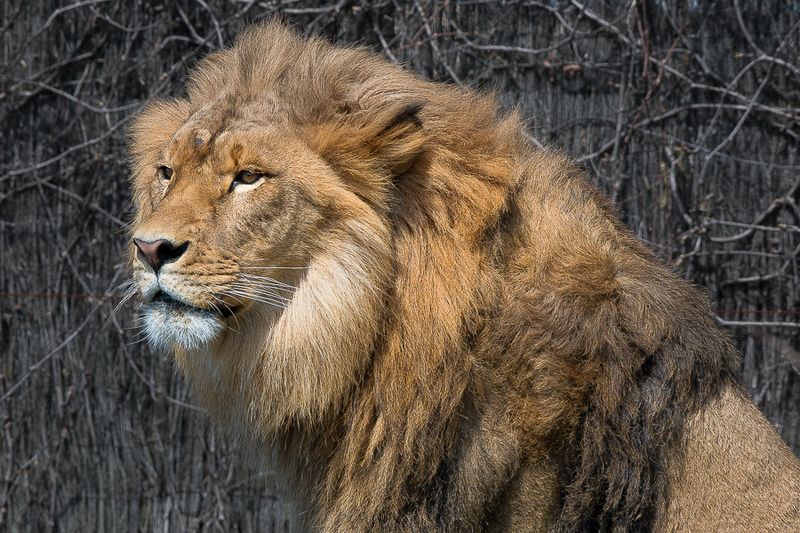 Lion - Zoo de Granby