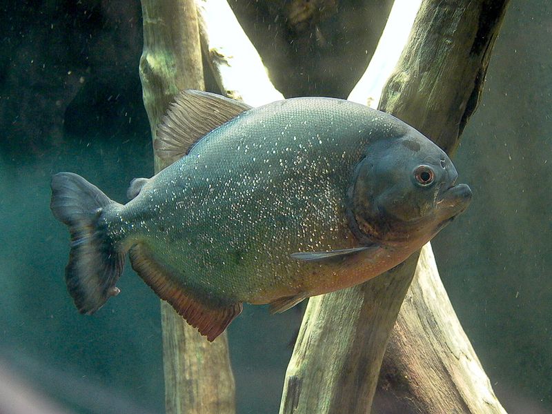 Piranha - Biodme de Montral 
