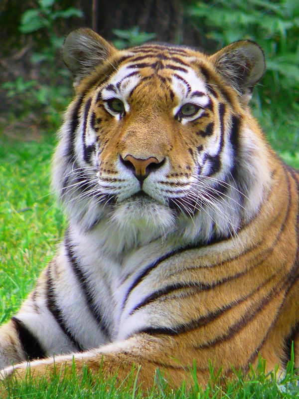 Tigre - Zoo de Granby