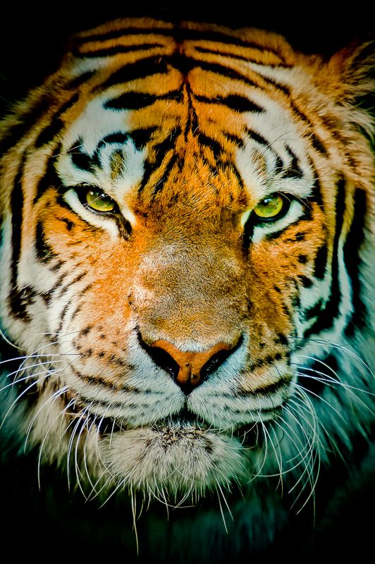 Tigre - Zoo de Granby