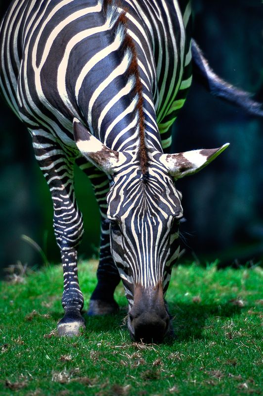 Zbre - Zoo de Granby