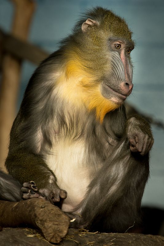 Mandrill - Zoo de Granby