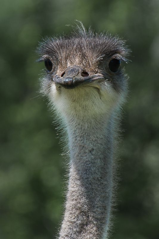Autruche - Zoo de Granby