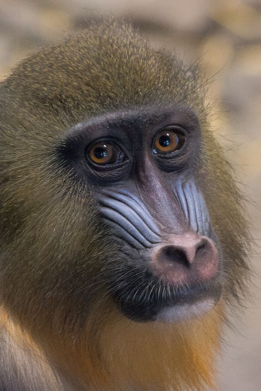 Mandrill - Zoo de Granby