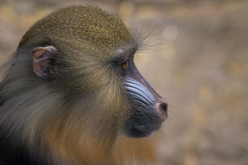 Mandrill - Zoo de Granby