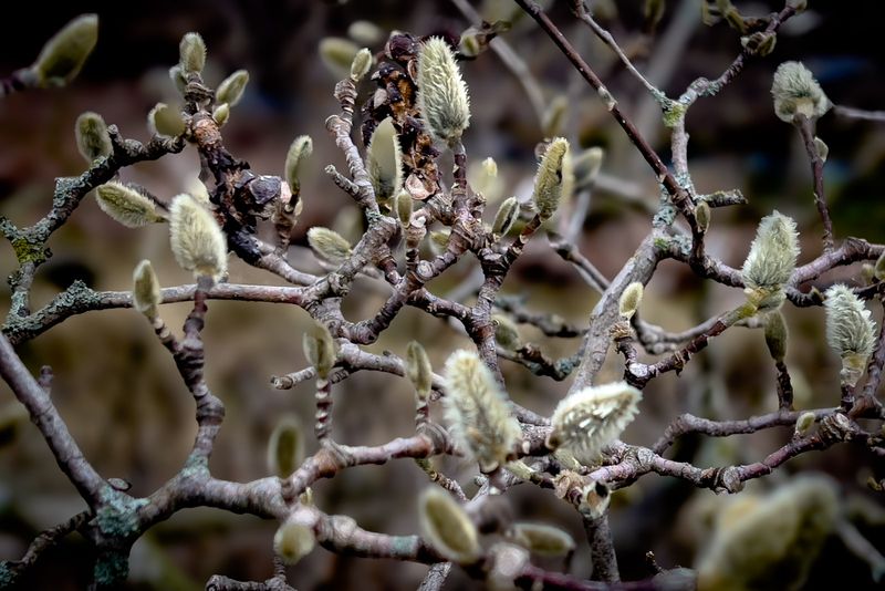 Magnolia - Montral 