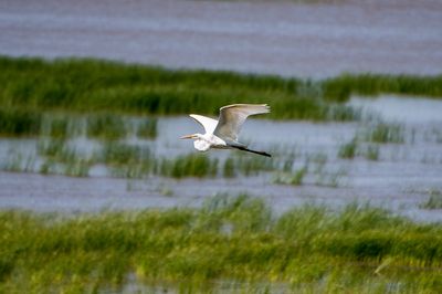 Aigrette blanche - St-Jean-Port-Joli