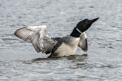 Plongeon huard - Lac-Trois-Saumon