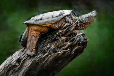 Tortue gante - Dans un parc de Laval
