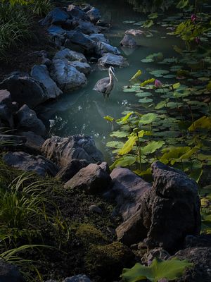 Grand hron - Jardin botanique de Montral 