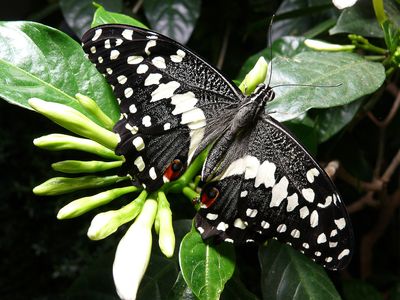 Voilier des citronniers - Papillons en libert - Jardin botanique de Montral 