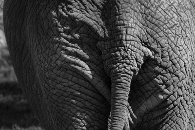lphant dAfrique - Zoo de Granby 